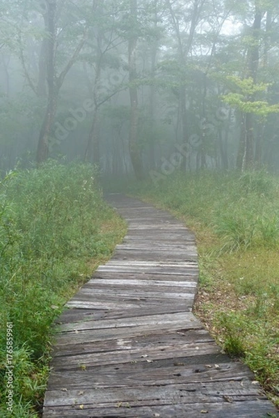 Fototapeta 霧に包まれる森の木道