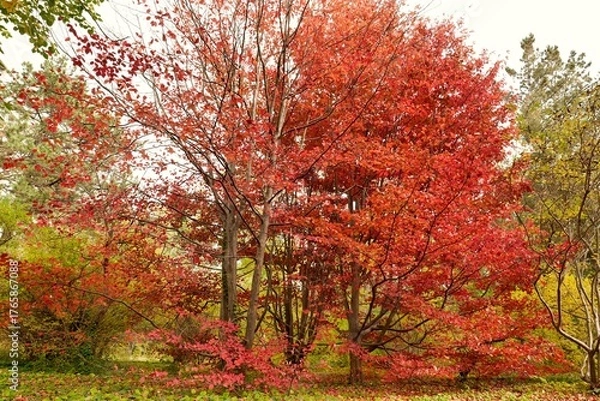 Obraz .Red branches of parrotia persica