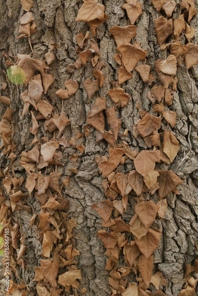 Obraz Dried autumn leaves on tree bark