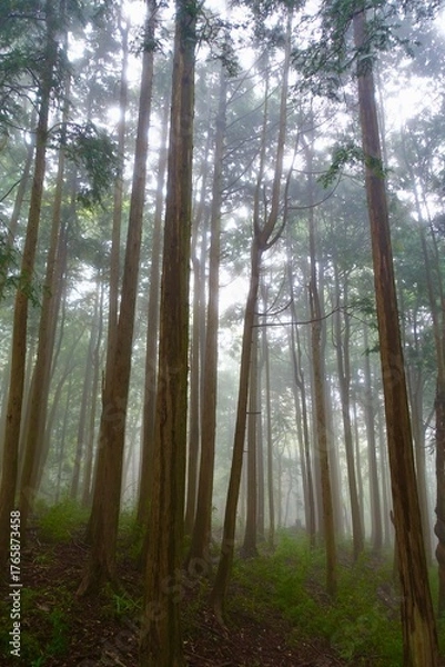 Fototapeta 霧に包まれる森