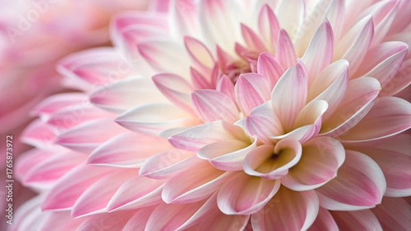 Fototapeta Close-up of fluffy pink and white textured fibers of a flower
