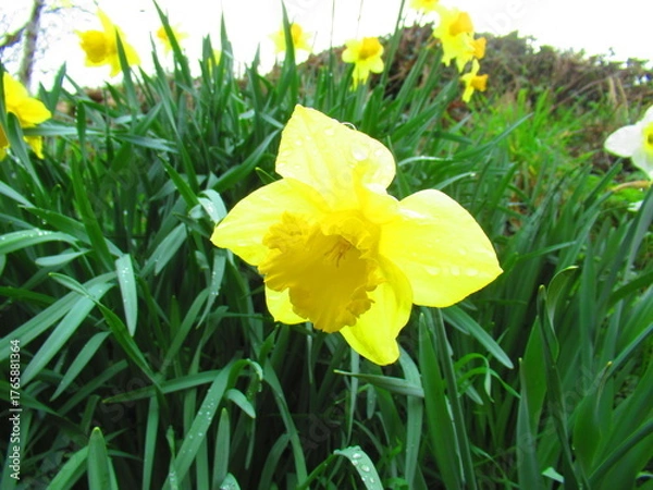 Obraz Daffodil flower in spring