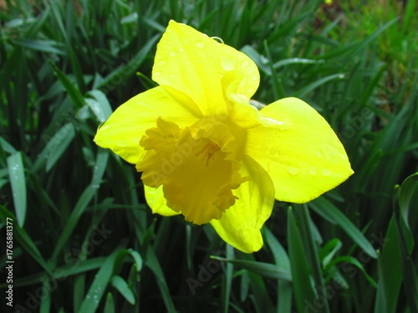 Obraz Daffodil flower in spring