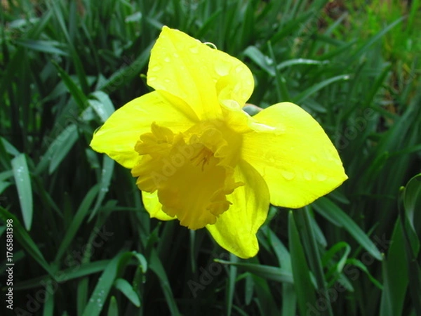 Obraz Daffodil flower in spring