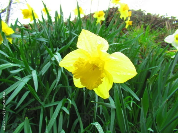 Obraz Daffodil flower in spring