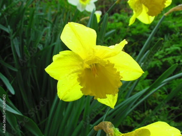 Obraz Daffodil flower in spring