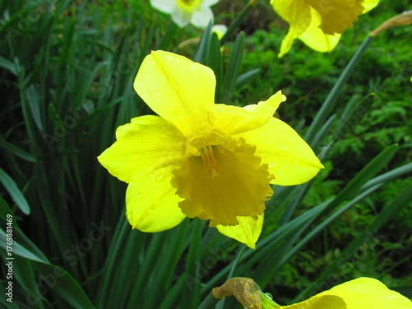 Obraz Daffodil flower in spring