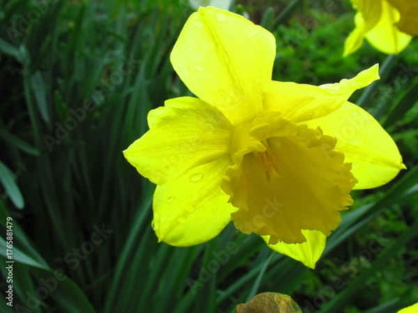 Obraz Daffodil flower in spring