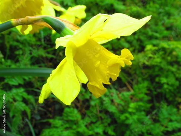 Obraz Daffodil flower in spring