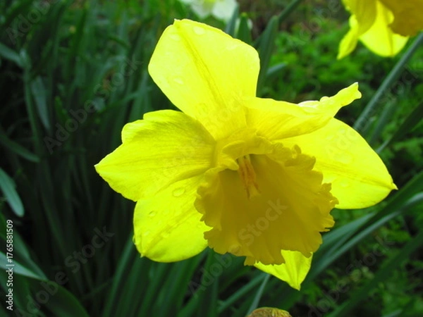 Obraz Daffodil flower in spring