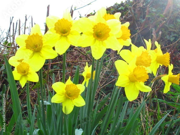 Obraz Daffodil flower in spring