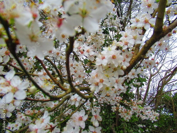 Obraz Cherry tree in Guildford, England 