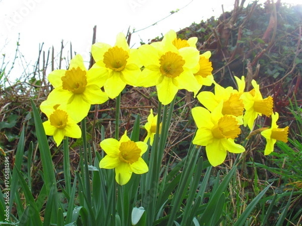 Obraz Daffodil flower in spring