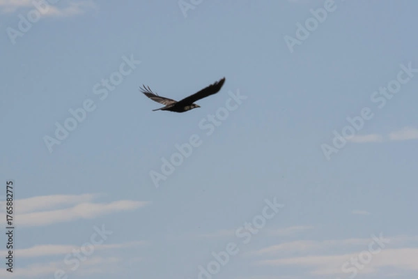 Obraz Flying rook on blue sky background. Copy space.