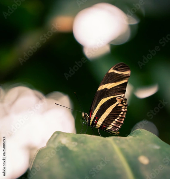Obraz butterfly on a leaf