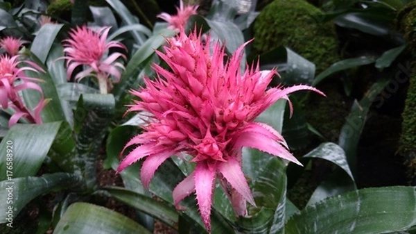 Obraz エクメア・ファスキアタ