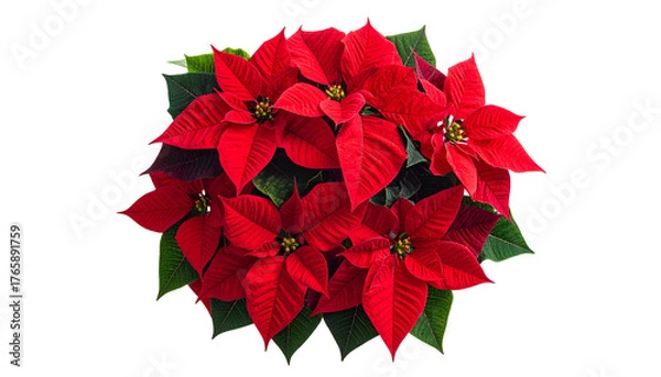 Obraz Top-down view of vibrant red flowers with green leaves, set against a black background
