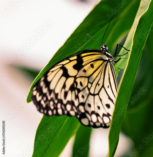 Obraz white and yellow monarch butterfly on a green leaf