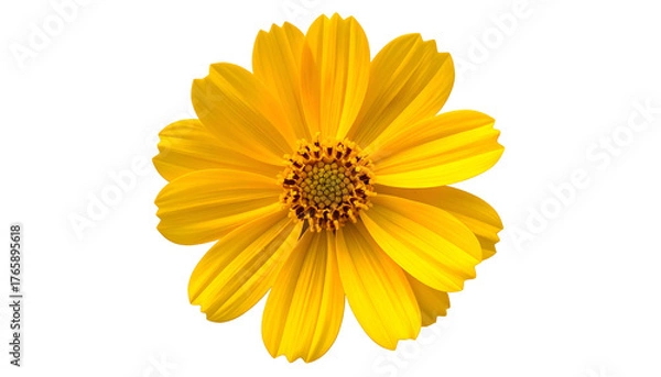 Obraz A close-up of a radiant, yellow, daisy-like flower, isolated against a black background