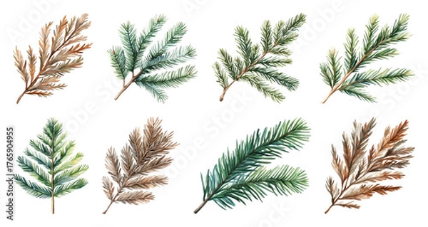 Fototapeta PNG Watercolor evergreen branch illustrations, element set on transparent background