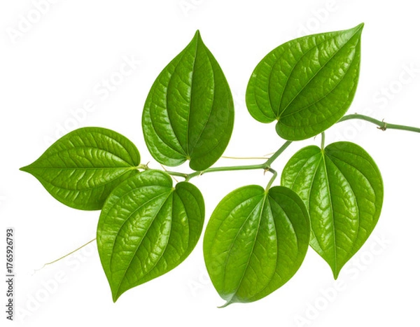 Obraz Vibrant green betel leaves on a branch isolated on transparent background