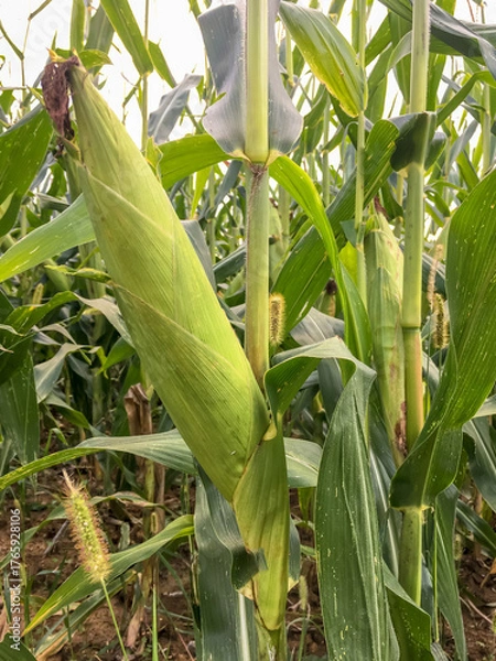 Fototapeta Corn cobs