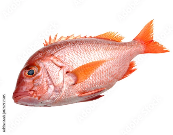 Obraz Fresh red snapper fish isolated on transparent background