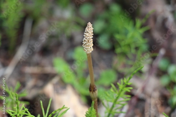 Fototapeta つくし