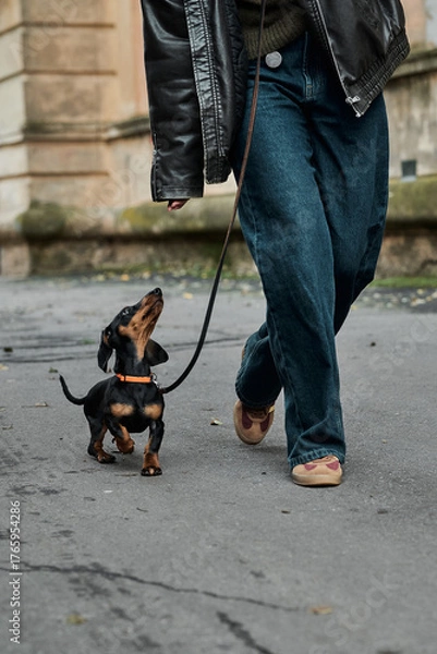 Fototapeta A dachshund puppy on a leash looks up at its owner while walking on a city street