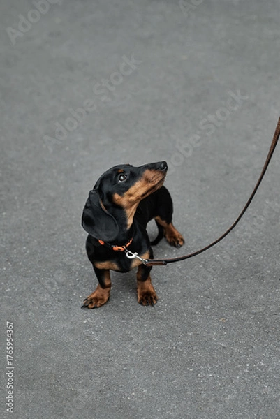 Fototapeta Adorable dachshund puppy on a leash looking up with curiosity
