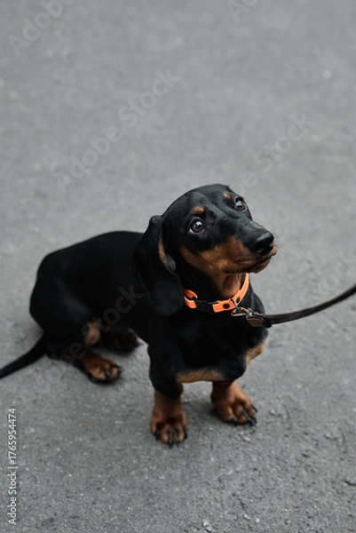Fototapeta Adorable dachshund puppy looking up while on a walk with a leash