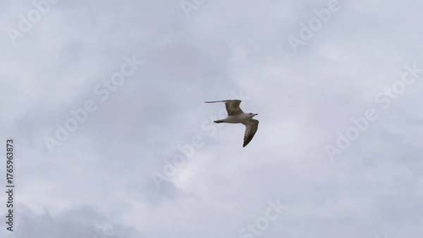 Obraz White Seagull soaring against the cloudy sky above the Mississippi River in New Orleans, Louisiana, USA