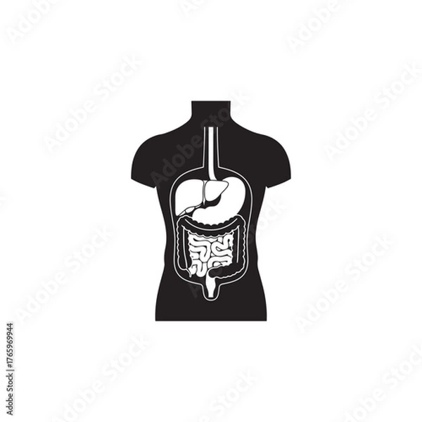 Obraz human body organ