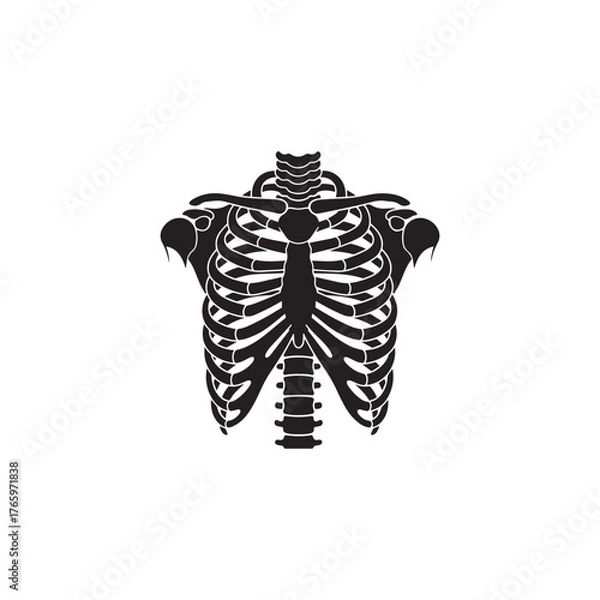 Obraz Muscular System Simplified