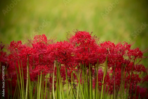 Fototapeta 彼岸花