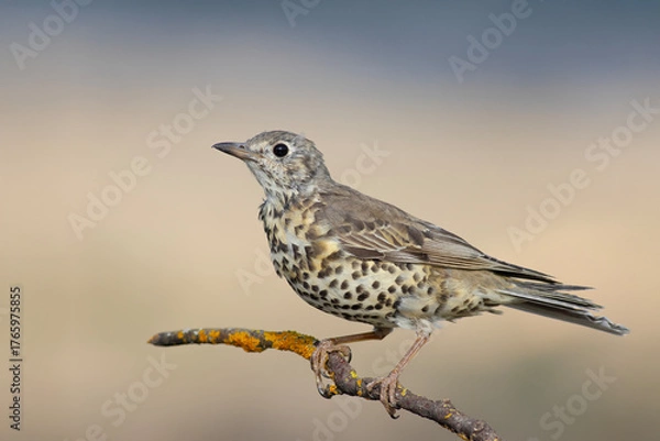 Fototapeta Mistle Thrush standing on a branch