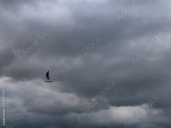 Fototapeta seagull in the sky