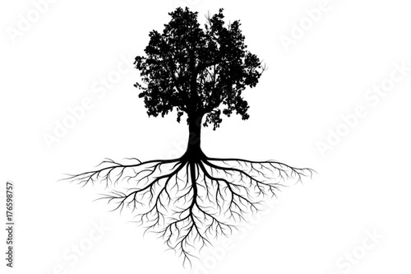 Obraz tree silhouettes