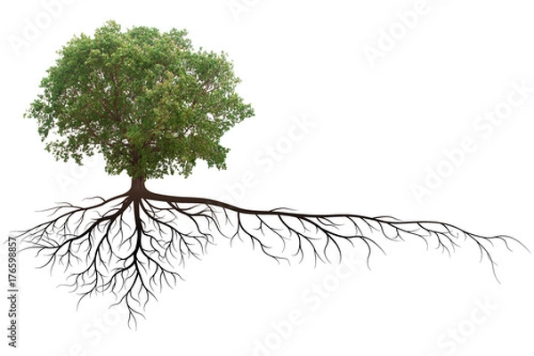 Fototapeta banyan tree