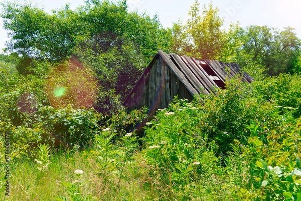 Fototapeta The decaying wooden roof of an old, abandoned structure is nearly hidden and completely overgrown by dense green bushes and foliage on a bright sunny day