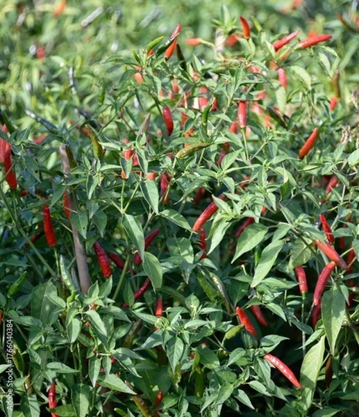 Obraz Piments rouges