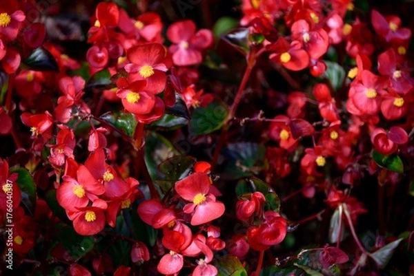 Obraz Bégonias rouges