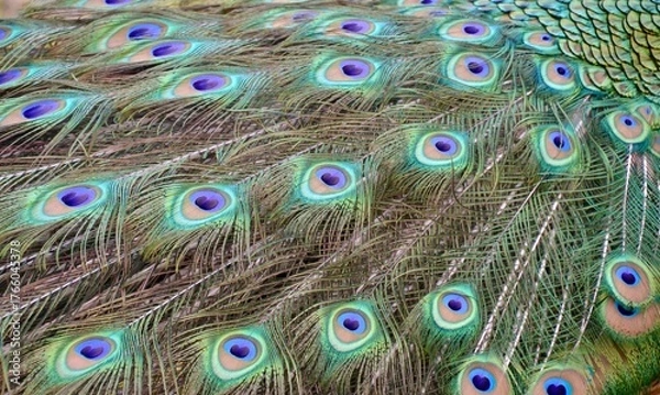 Obraz Peacock tail feather close up