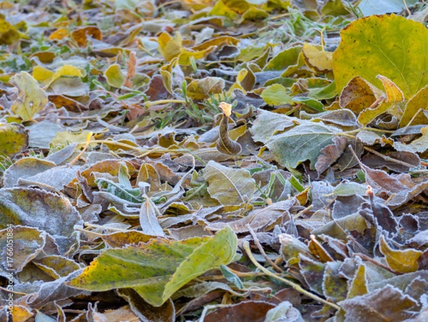 Obraz Background of fallen autumn leaves covered with frost