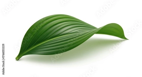 Fototapeta Single green leaf isolated on transparent background