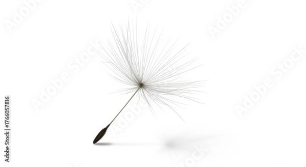 Obraz Delicate dandelion seed floating isolated on transparent background