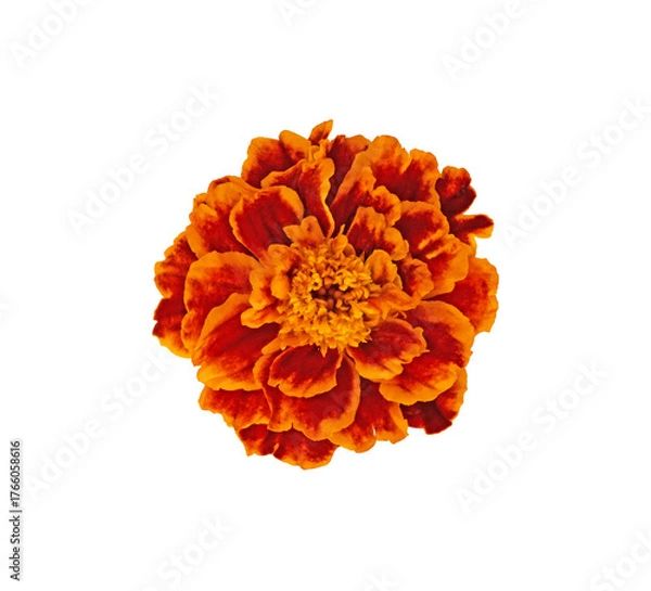 Fototapeta Red close up tagete isolated 