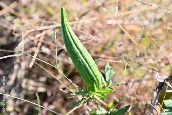Obraz Okra