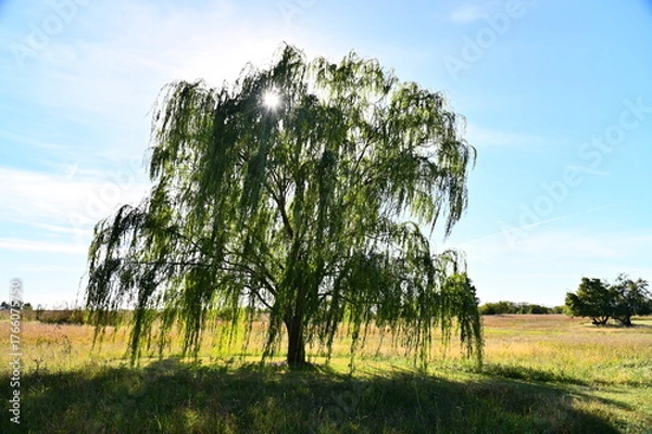 Obraz Weeping Willow Tree