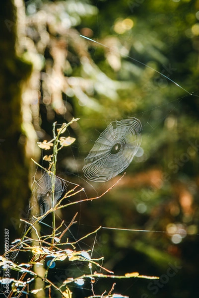 Fototapeta Spider Webs Suspended Among Branches in Hoh Rainforest
